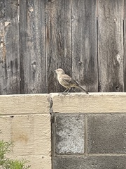 Toxostoma curvirostre