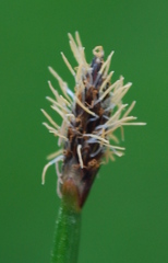 Eleocharis limosa