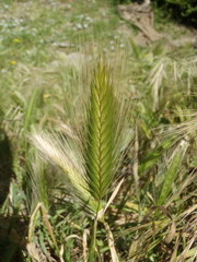 Hordeum murinum murinum