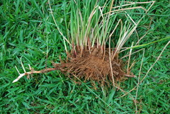 Eleocharis limosa