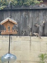 Toxostoma curvirostre