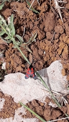 Zygaena graslini
