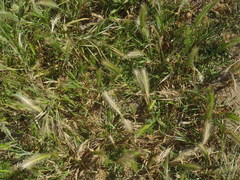 Hordeum murinum murinum