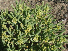 Augea capensis