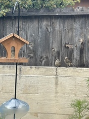 Toxostoma curvirostre