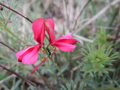 Indigofera hedyantha