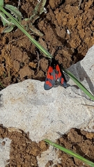 Zygaena graslini