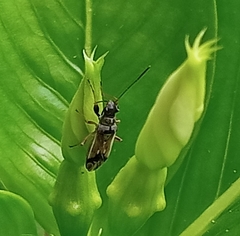 Pseudopachybrachius guttus