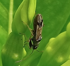 Pseudopachybrachius guttus