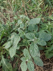 Heliotropium ellipticum