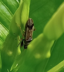 Pseudopachybrachius guttus