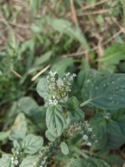Heliotropium ellipticum