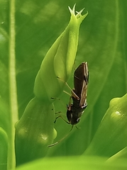 Pseudopachybrachius guttus