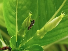 Pseudopachybrachius guttus