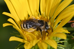 Melissodes microstictus