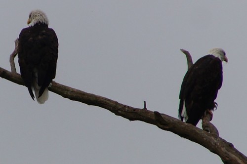 Bald Eagle photographed in Arkansas