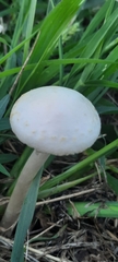 Agaricales