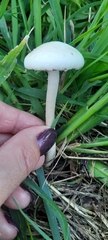 Agaricales