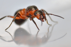 Formica polyctena