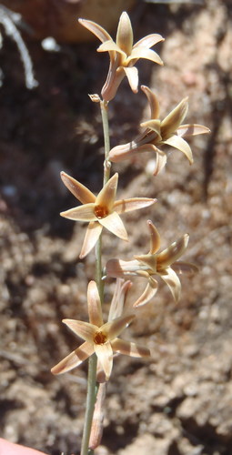 Dipcadi brevifolium
