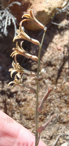 Dipcadi brevifolium