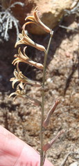 Dipcadi brevifolium