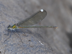 Calopteryx syriaca