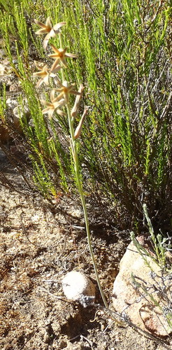 Dipcadi brevifolium