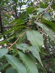 Prunus maackii