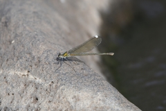 Calopteryx syriaca