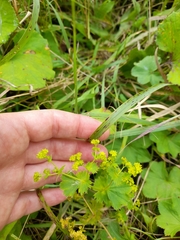Alchemilla subglobosa