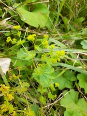 Alchemilla subglobosa