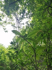 Pseudobombax ellipticum