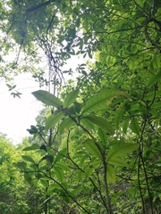 Pseudobombax ellipticum