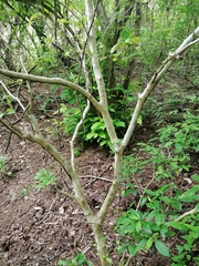 Pseudobombax ellipticum