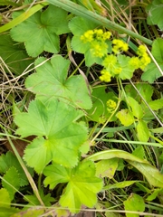 Alchemilla subglobosa