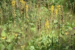 Ligularia subsagittata