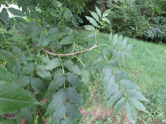 Fraxinus excelsior