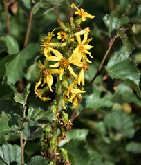 Ligularia subsagittata