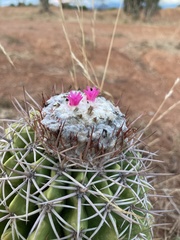 Melocactus curvispinus