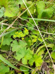 Alchemilla subglobosa