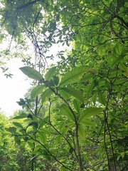 Pseudobombax ellipticum