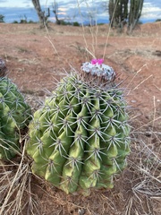 Melocactus curvispinus