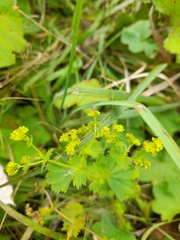 Alchemilla subglobosa