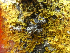 Physcia leptalea