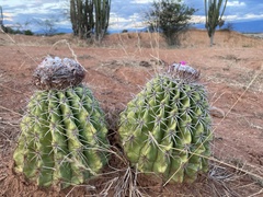 Melocactus curvispinus