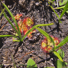 Drosera natalensis