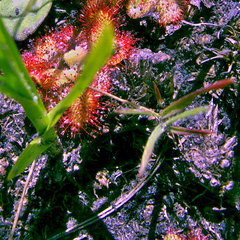 Drosera natalensis