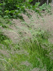 Calamagrostis varia