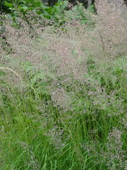 Calamagrostis varia